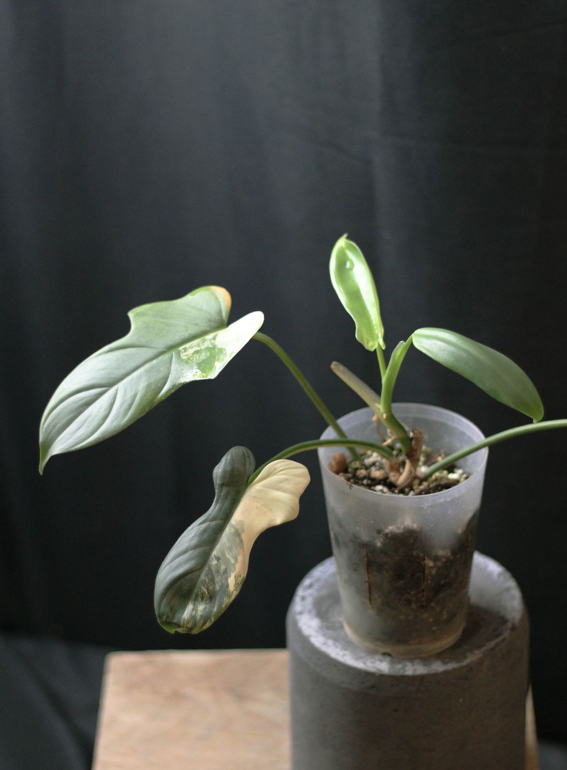Philodendron Bipennifolium “Variegated Violin” - Show