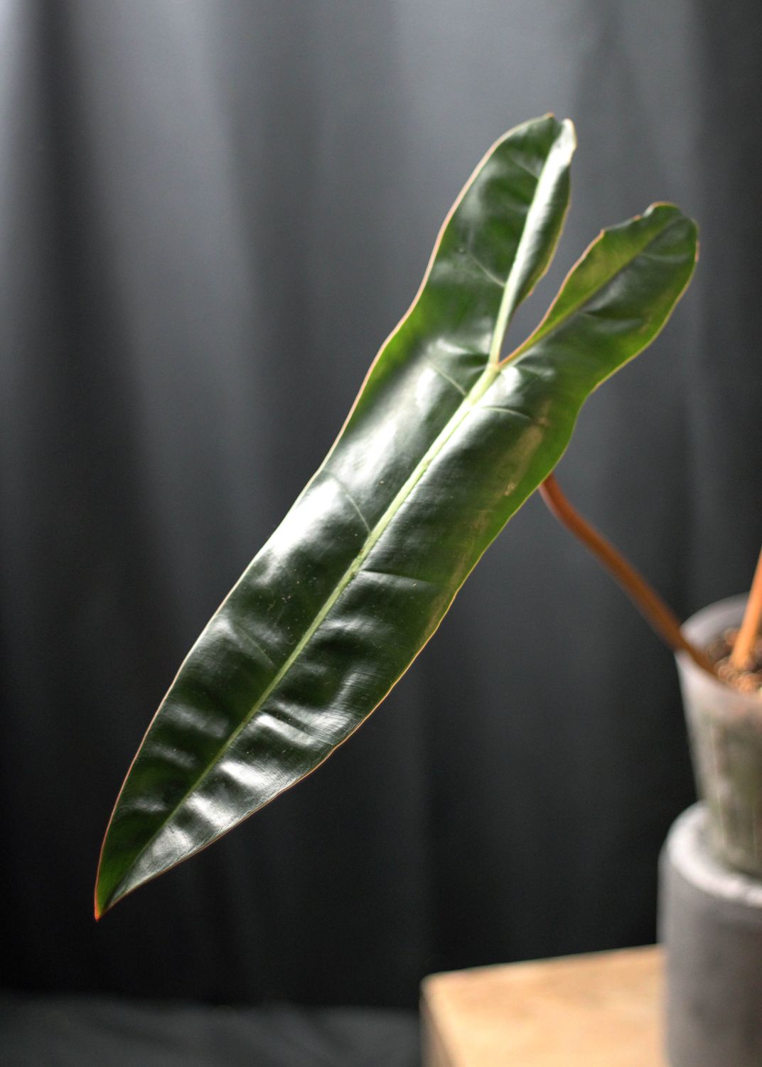 Philodendron Billetiae - A