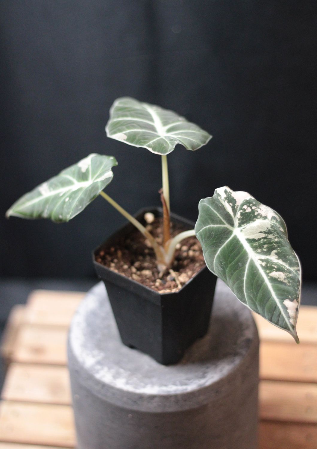 Alocasia Black Velvet &quot;Pink&quot; Variegated - Show