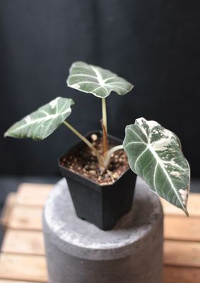 Alocasia Black Velvet "Pink" Variegated - Show Alocasia Black Velvet "Pink" Variegated - Show