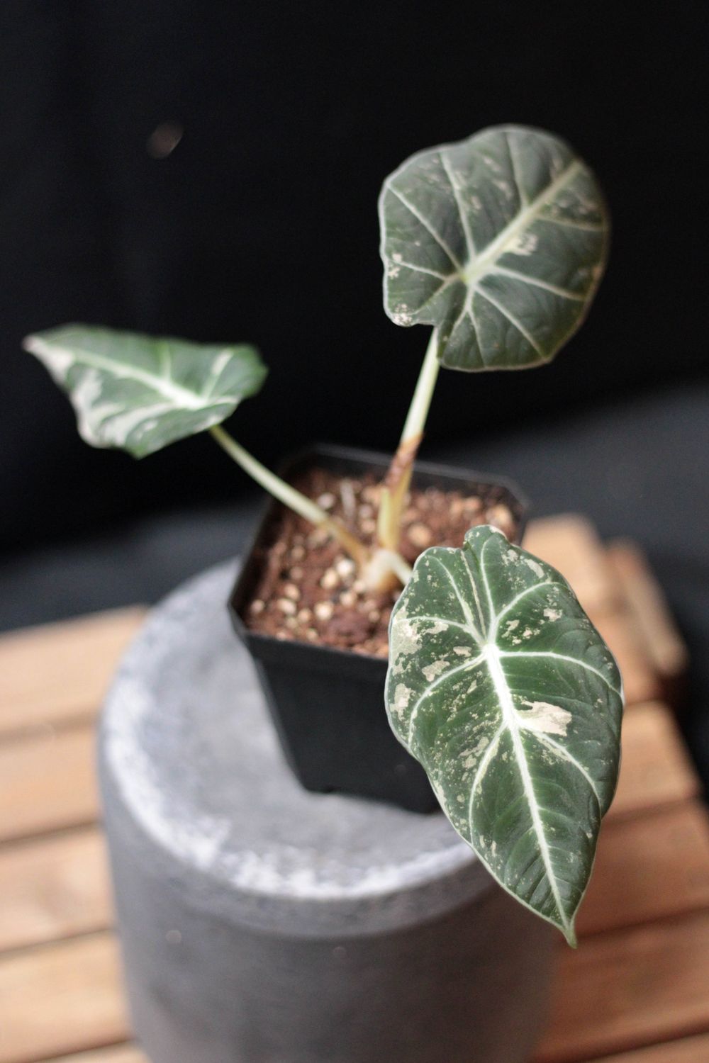 Alocasia Black Velvet &quot;Pink&quot; Variegated - B