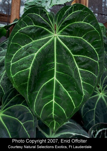 Anthurium Magnificum X Bulk Crystal Show