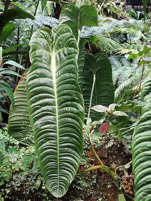 Anthurium Veitchii X Forgetii Show Anthurium Veitchii X Forgetii Show