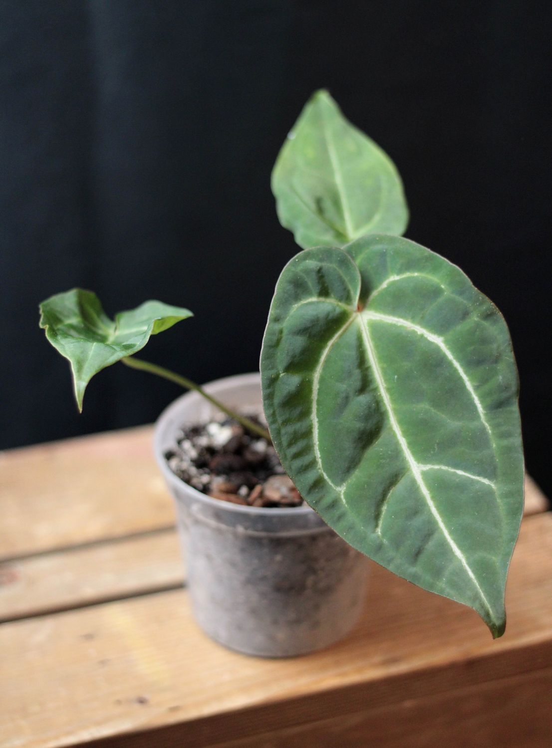 Anthurium Crystallinum &quot;Dark&quot; Hybrid - A