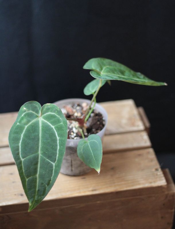 Anthurium Crystallinum &quot;Dark&quot; Hybrid - C