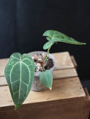 Anthurium Crystallinum &quot;Dark&quot; Hybrid - C