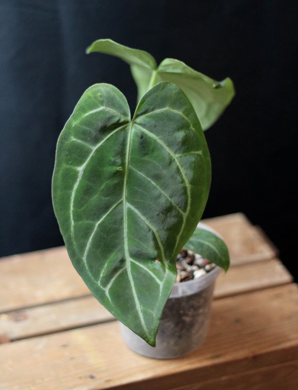 Anthurium &quot;Silver Streak&quot; Hybrid - A