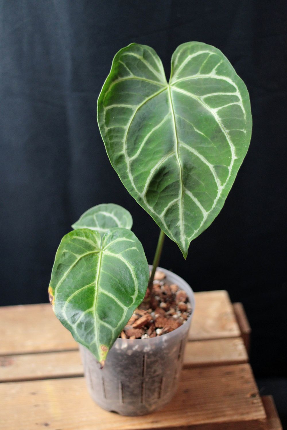 Anthurium Crystallinum &quot;Dark&quot; X Magnificum Hybrid - A
