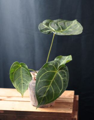 Anthurium Crystallinum &quot;Dark&quot; X Magnificum Hybrid - B