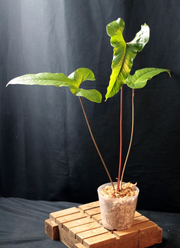 Anthurium SP &quot;Condor&quot; - C