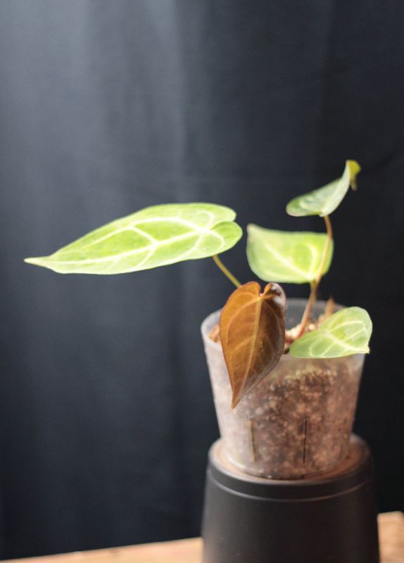 Anthurium Magnificum &quot;Pink&quot; - C
