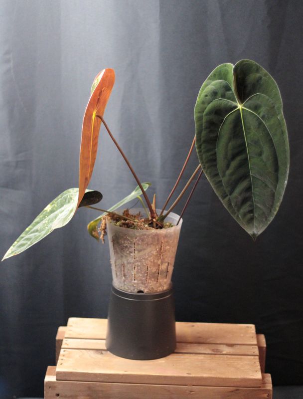 Anthurium Papillilaminum LG &quot;Dark&quot; - A