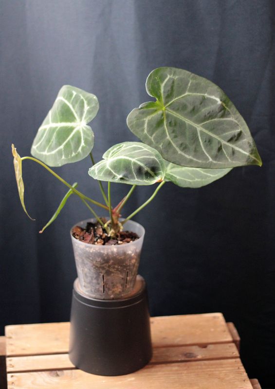 Anthurium &quot;Silver Streak&quot; Hybrid - B