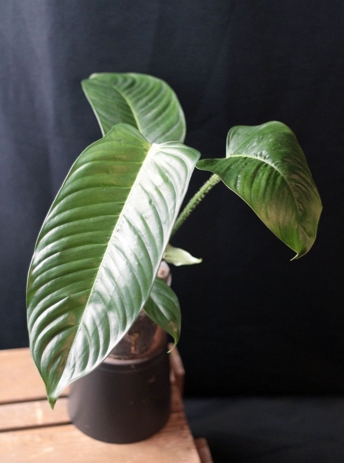 Philodendron Genevievianum - A