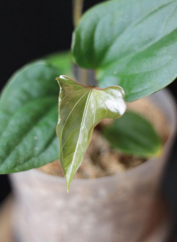 Anthurium Tiwintza &quot;Velvet&quot; - A