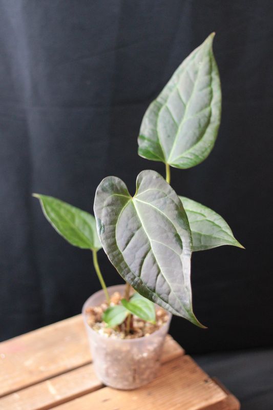 Anthurium Napo X Magnificum - A