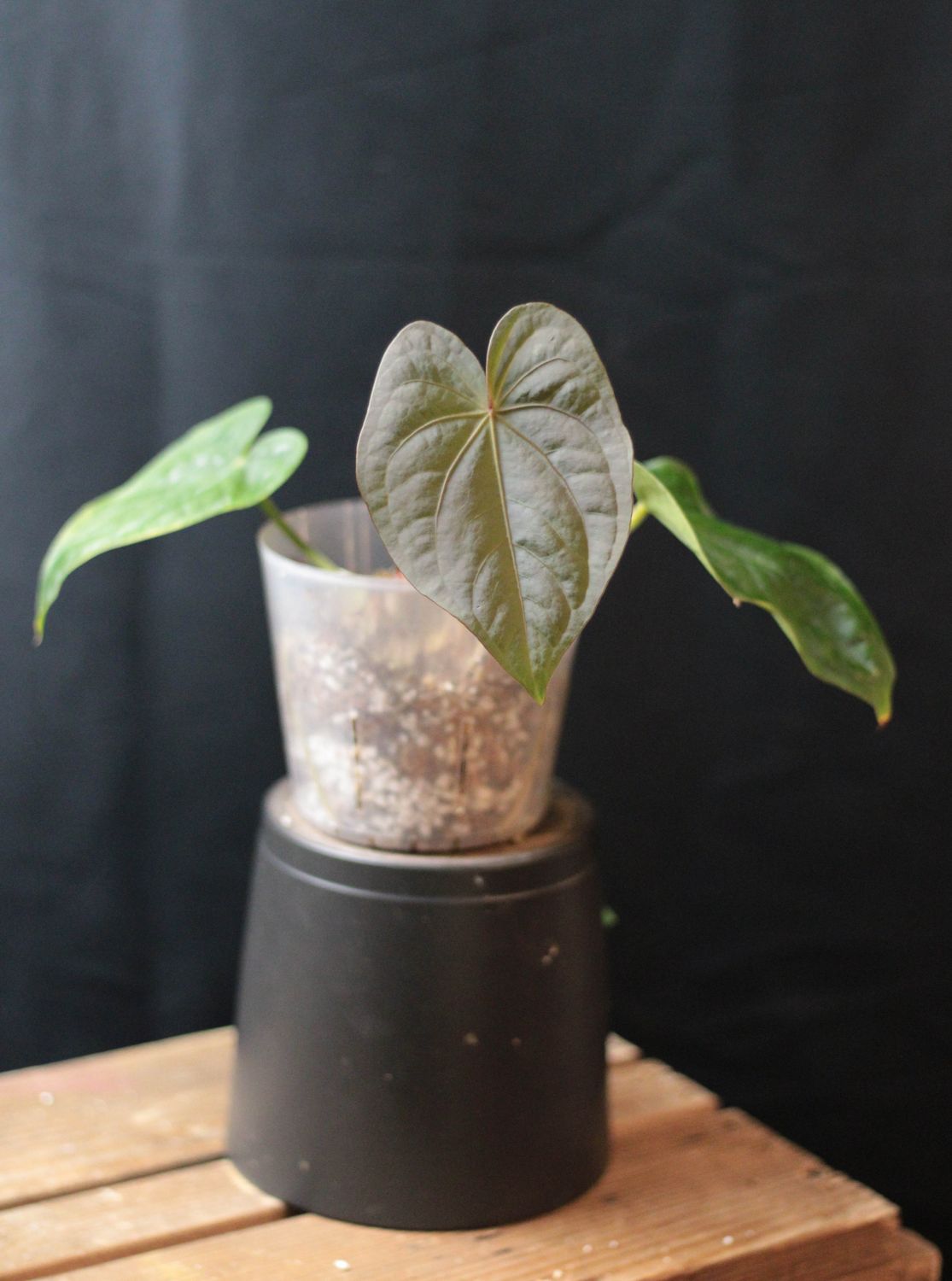Anthurium Dressleri - Show