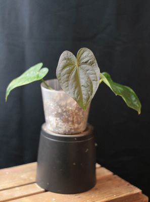Anthurium Dressleri - Show