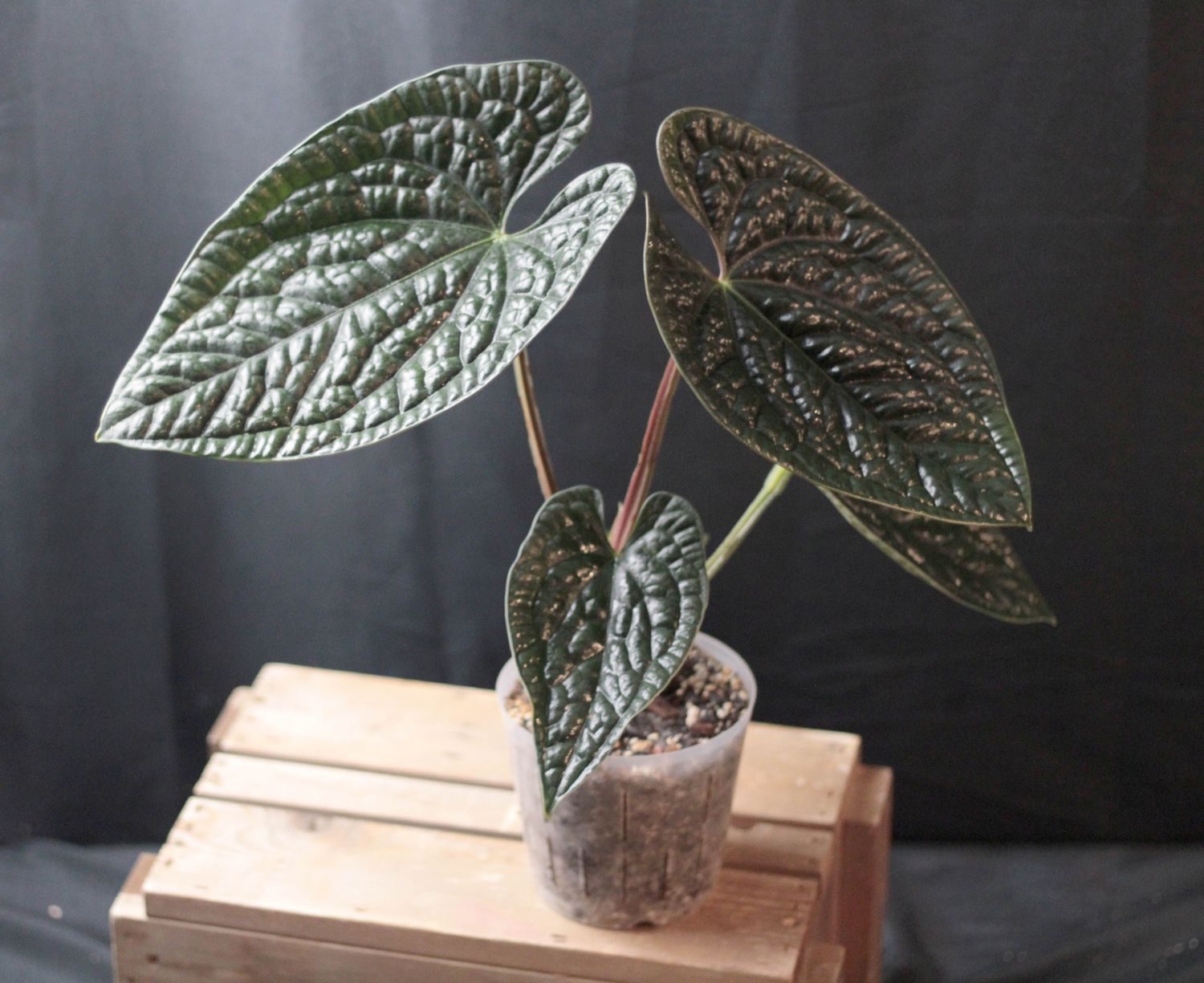 Anthurium Luxurians LG - A