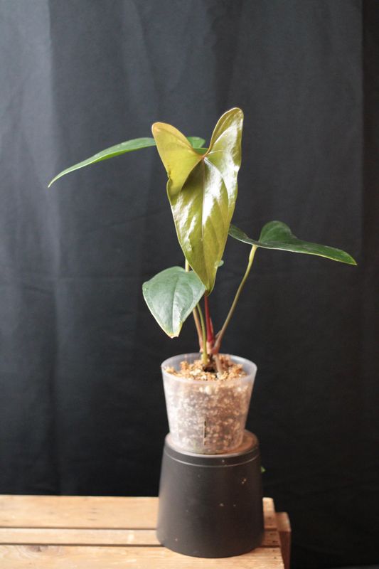 Anthurium Versicolor aff. Napo - A