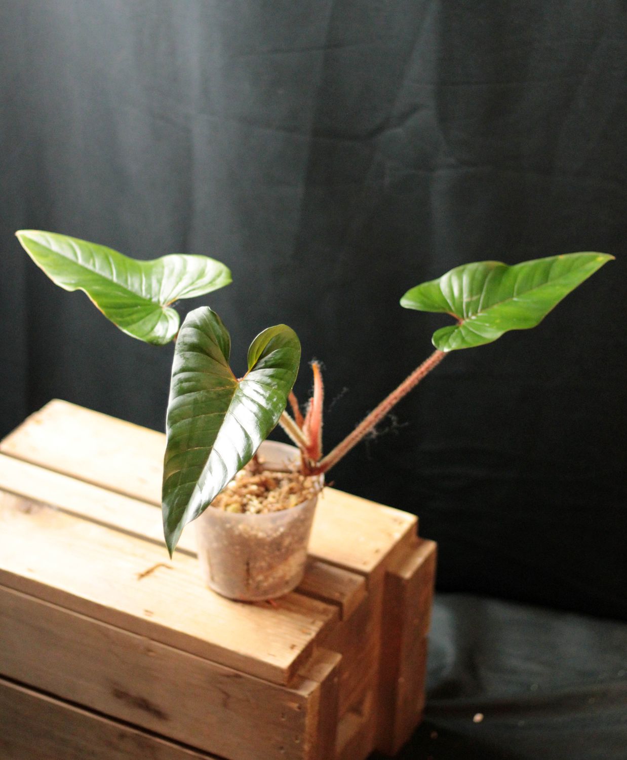 Philodendron Squamicaule - A