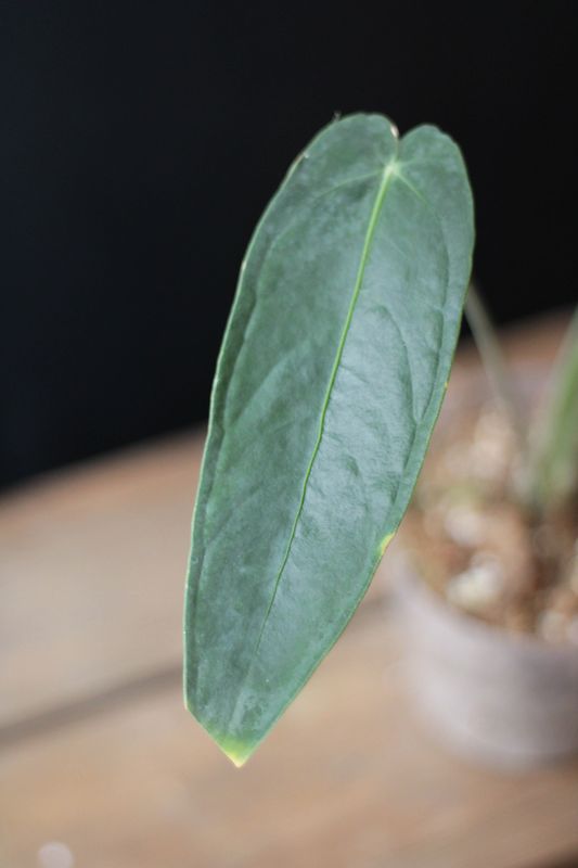 Anthurium Cirinoi x Warocqueanum - A