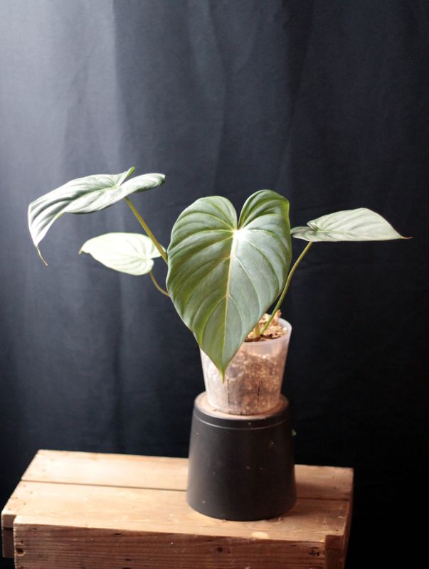 Philodendron Dean McDowell &quot;White&quot; - B