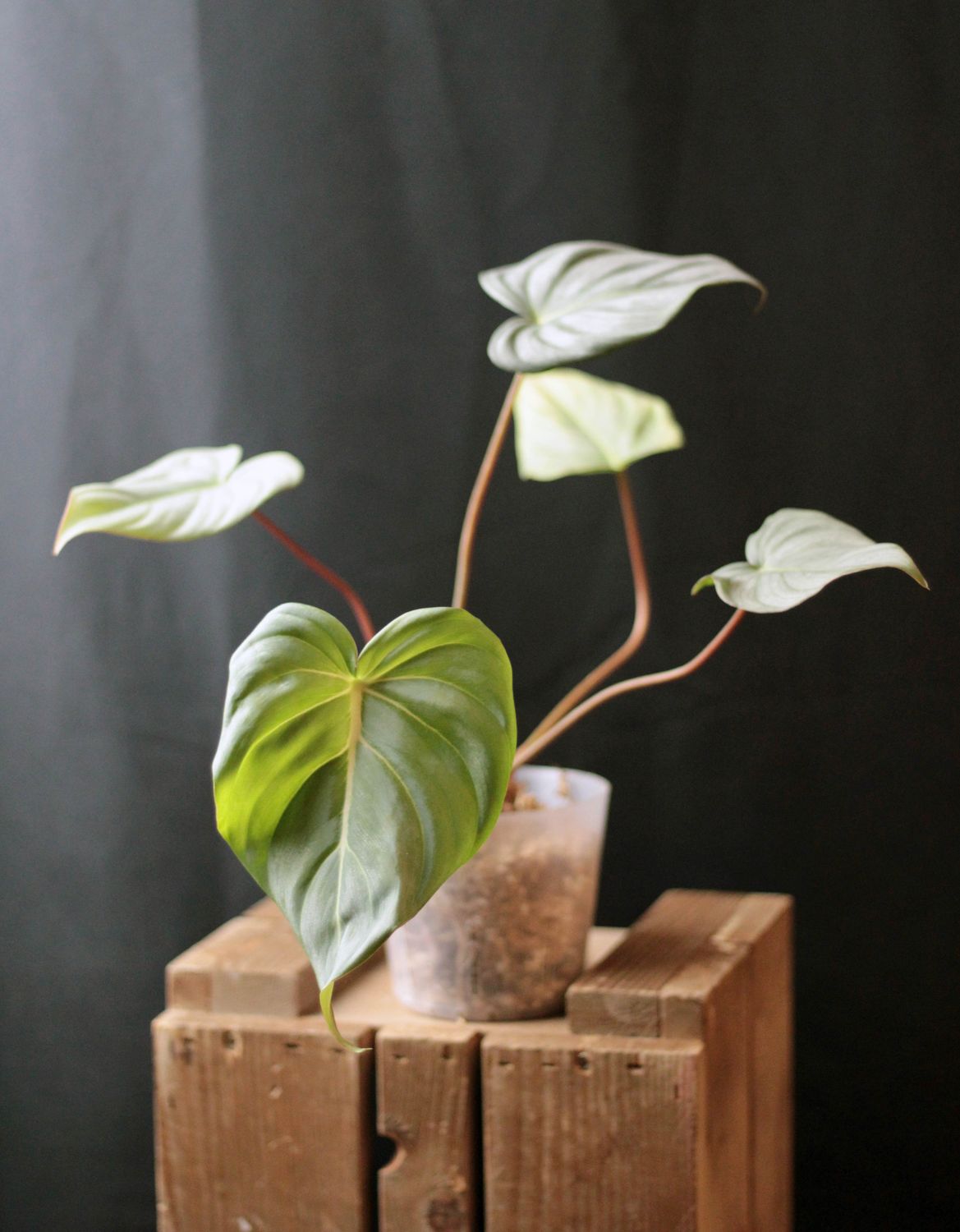 Philodendron Dean McDowell &quot;White&quot; - A