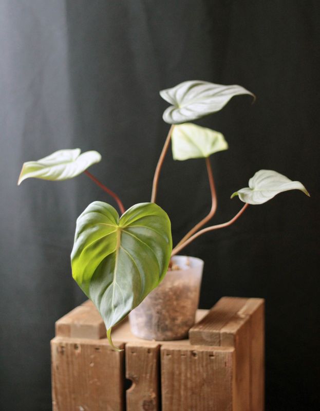 Philodendron Dean McDowell &quot;White&quot; - A