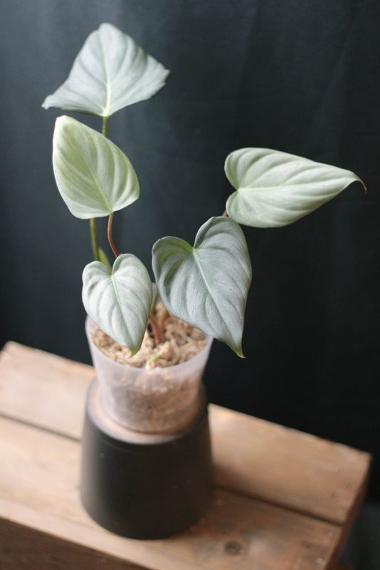 Philodendron Dean McDowell &quot;White&quot; - C