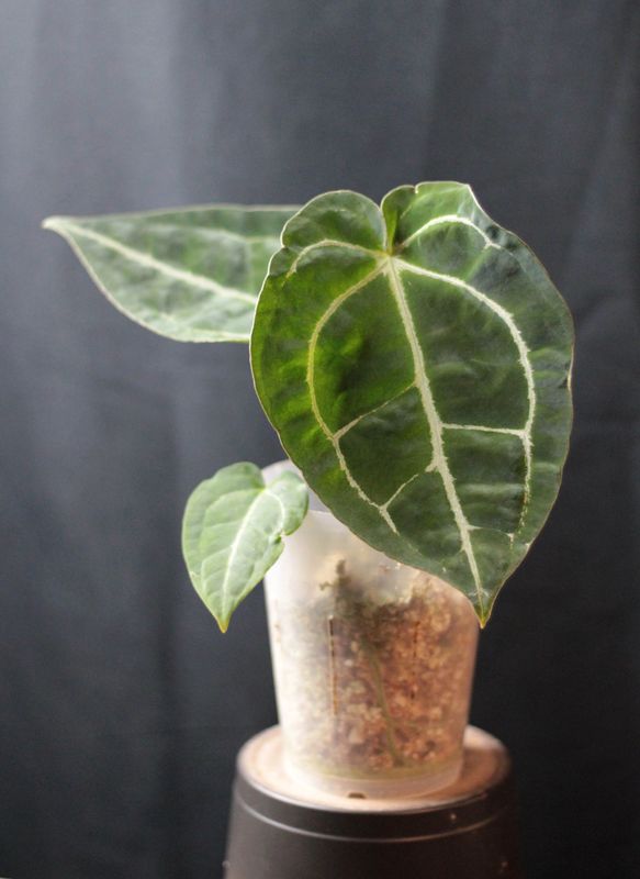 Anthurium (Crystallinum x Warocqueanum) X Forgetii - A