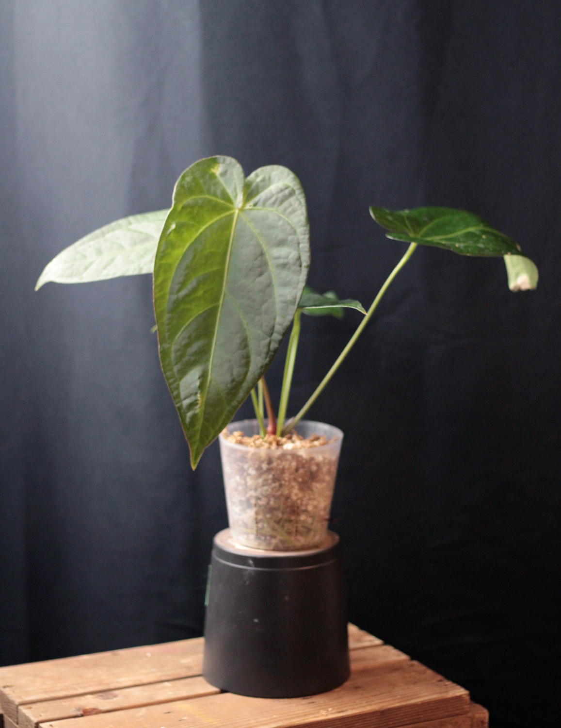 Anthurium Napo X Magnificum - Show