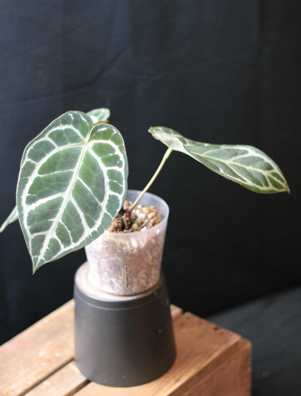 Anthurium Crystallinum &quot;Silver&quot; - Show