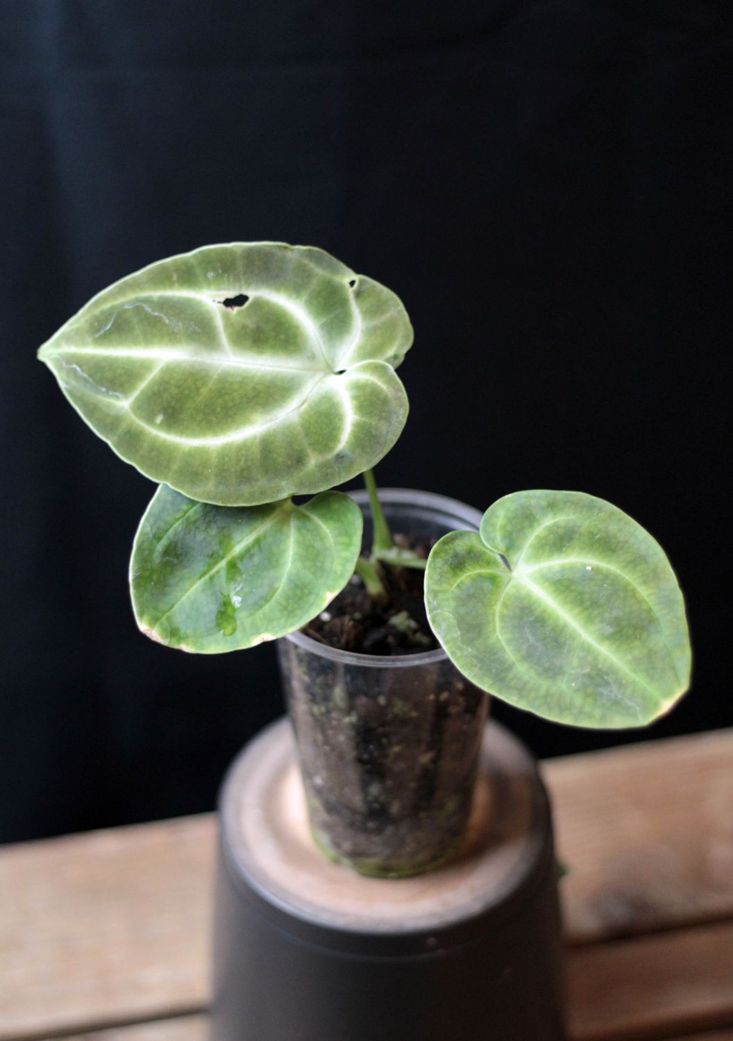 Anthurium CF. Besseae - A