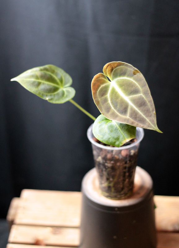 Anthurium CF. Besseae - B