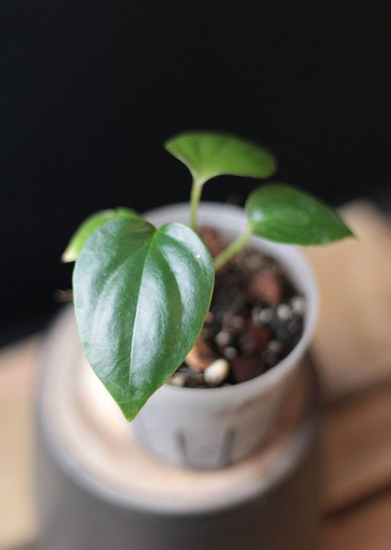 Anthurium Napo &quot;Gigi&quot; Seedling
