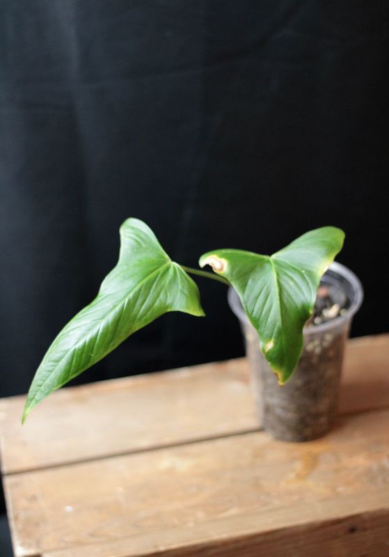 Anthurium Marmoratum x Longissimilobum - A