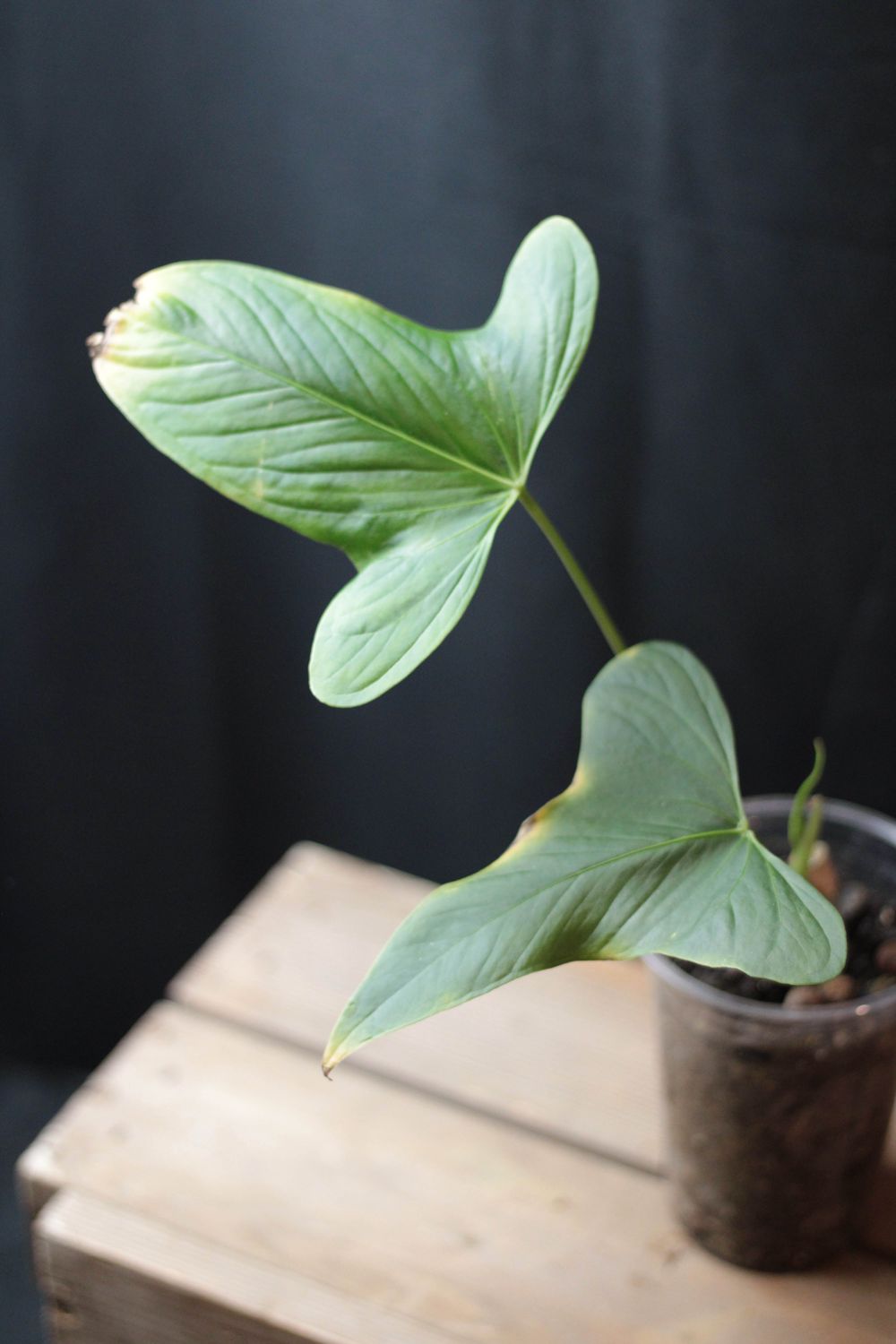 Anthurium Marmoratum x Mag