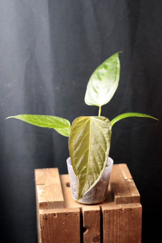 Anthurium Magnificum x Moronense - A