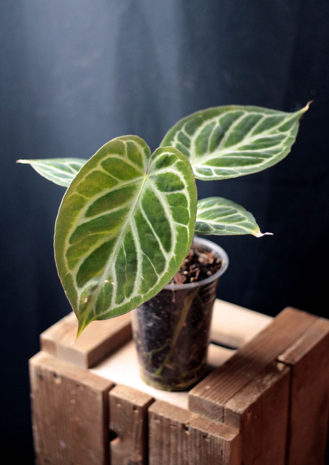 Anthurium Dorayaki x Papillilaminum - A