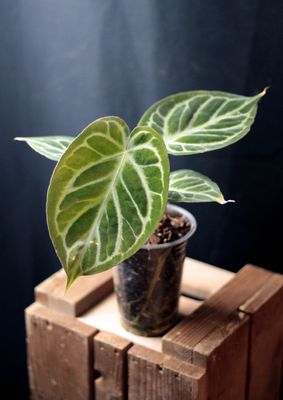 Anthurium Dorayaki x Papillilaminum - A
