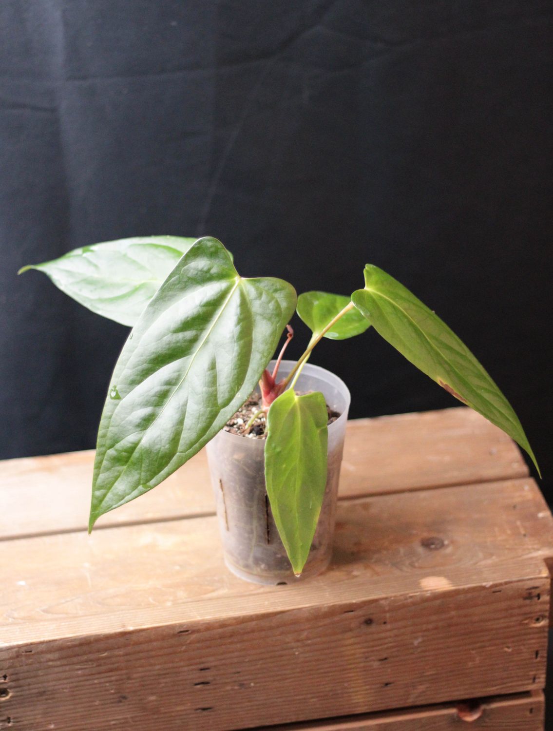 Anthurium Papillilaminum x Portillae - A