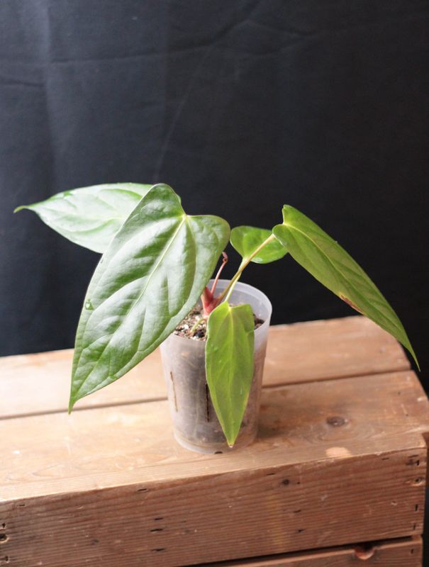 Anthurium Papillilaminum x Portillae - A