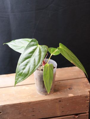 Anthurium Papillilaminum x Portillae - A