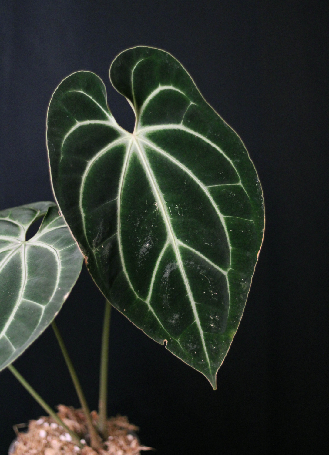 Anthurium Besseae - Show