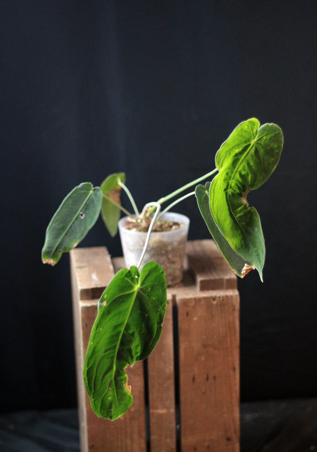 Anthurium Cirinoi x Warocqueanum - A