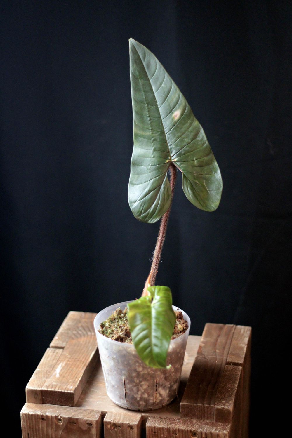 Philodendron Squamicaule - A