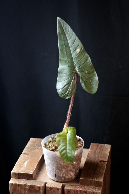 Philodendron Squamicaule - A