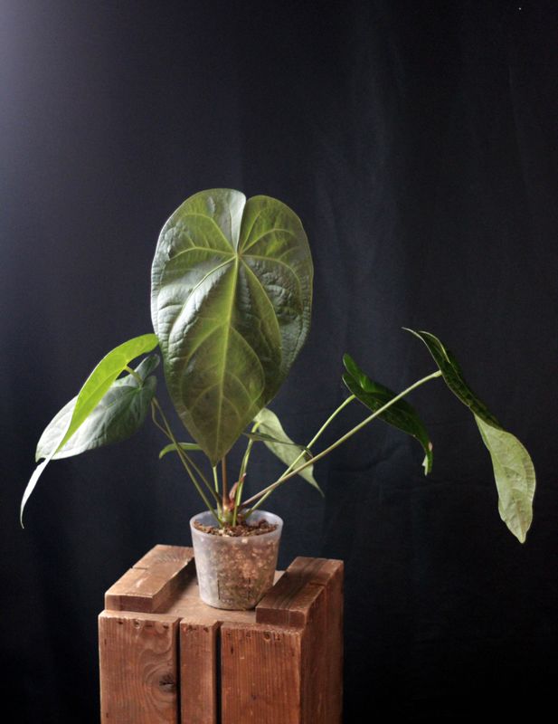 ANTHURIUMS