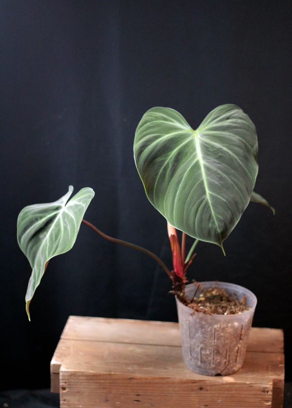 Philodendron El Choco - A